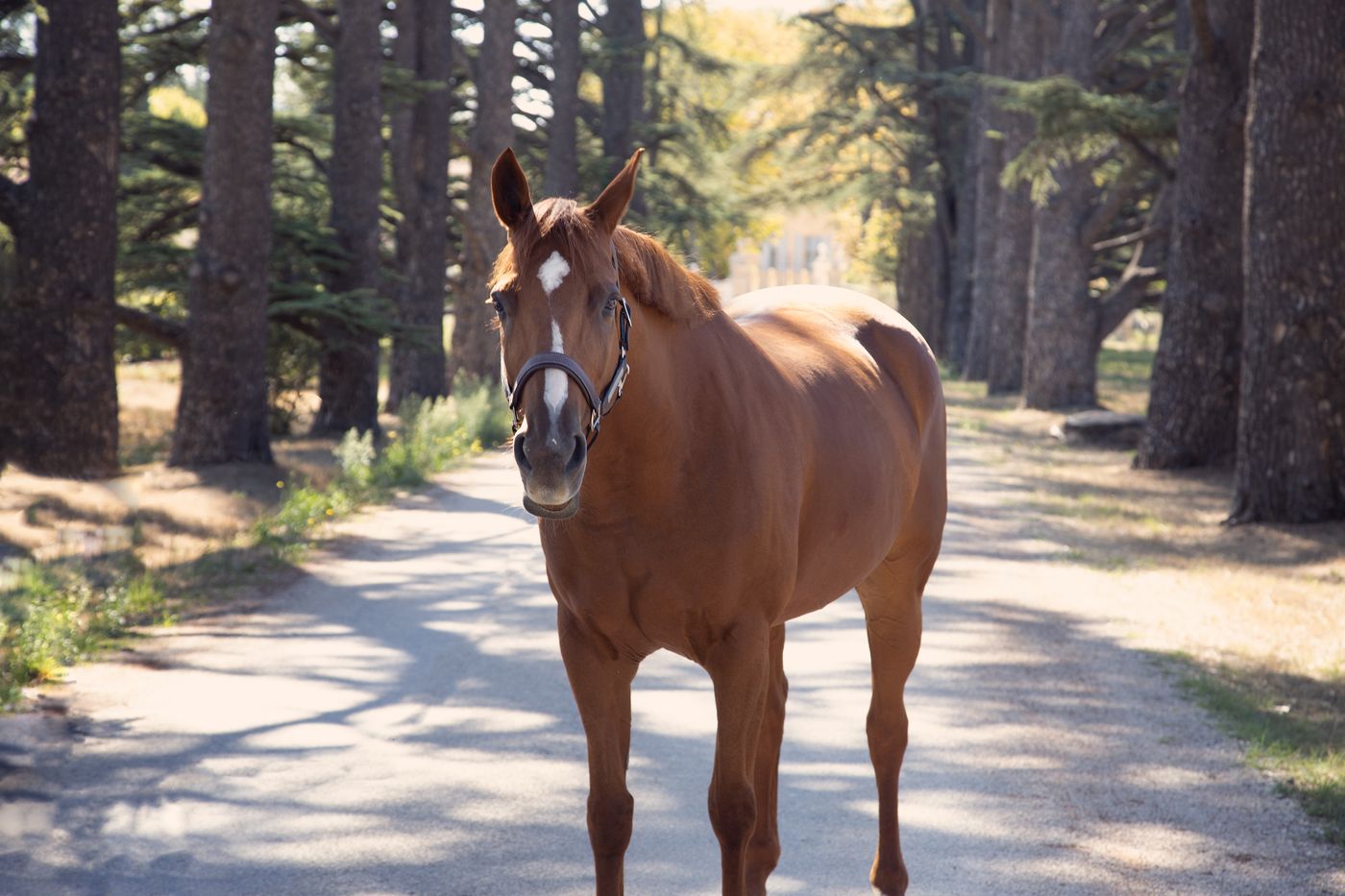 Photographies de votre cheval