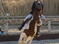 photographe cheval equitation cso d121 img 0322