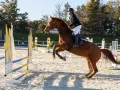 photographe cheval equitation cso istres le deven d121 img 0062