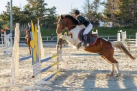 photographe cheval equitation cso istres le deven d121 img 0303