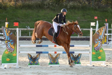 photographe cheval equitation cso istres le deven d121 img 0636