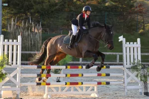 photographe cheval equitation cso istres le deven d121 img 0686
