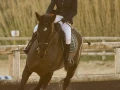 photographe cheval equitation cso istres le deven d121 img 0706