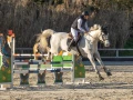 photographe cheval equitation cso le deven d121 img 0238