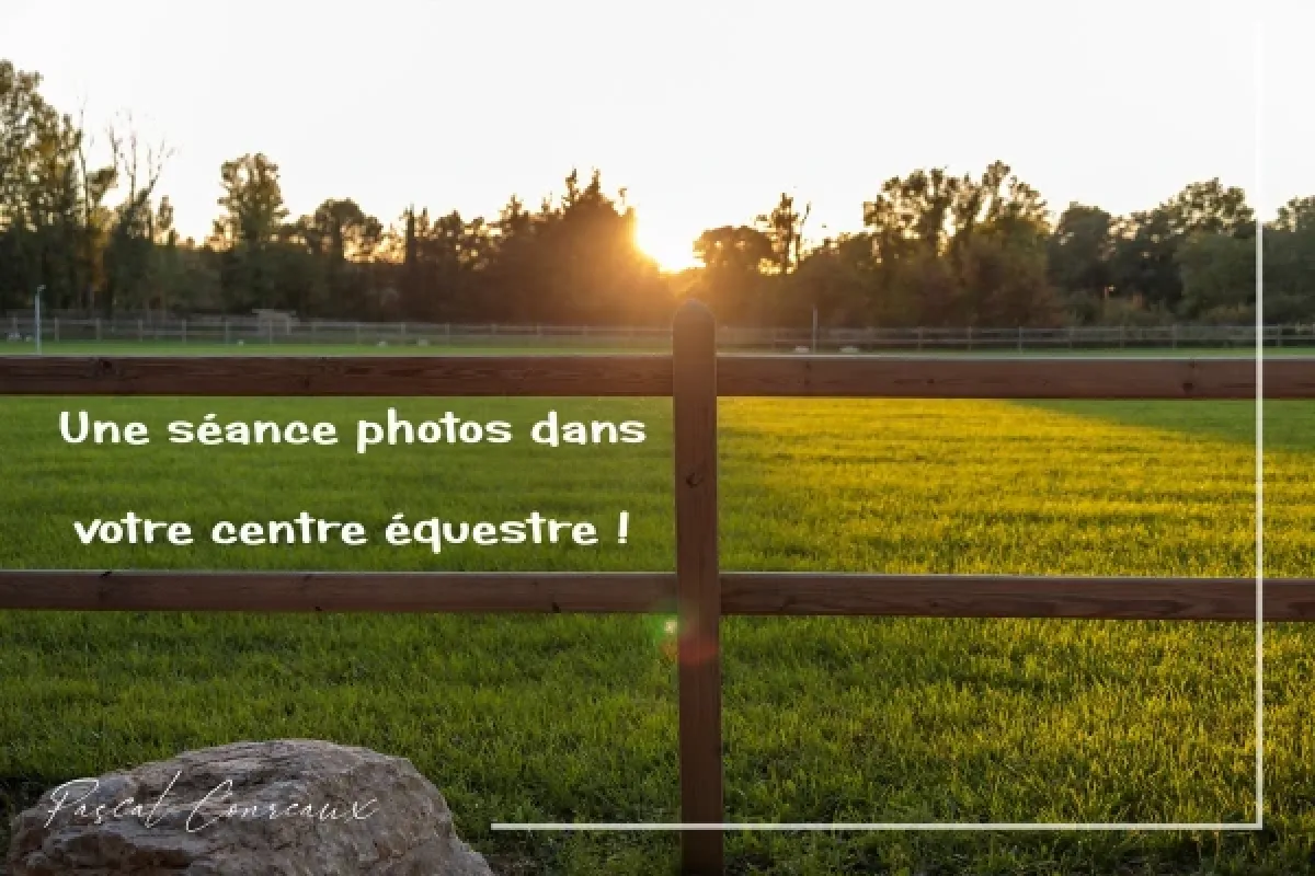 Photographe cheval à Aix-en-Provence